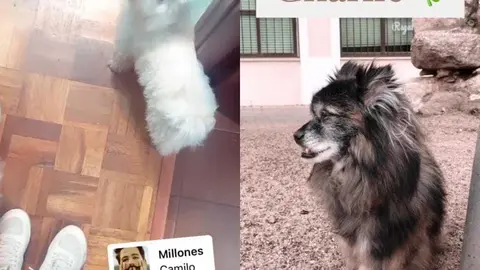 Perros desaparecidos en Zamora