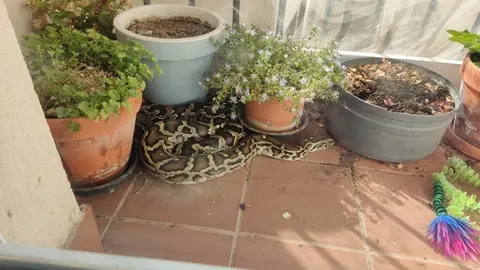 La pit&oacute;n en el balc&oacute;n de la casa donde fue encontrada