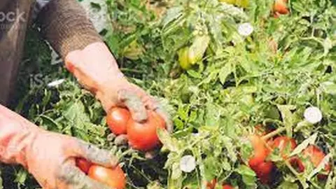 Recogida de tomates. Foto istockphoto.com