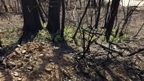 Los helechos comienzan a nacer en una Sierra de la Culebra calcinada