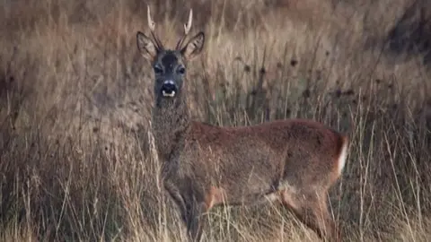 Imagen de un corzo. Foto Ricardo Cubo