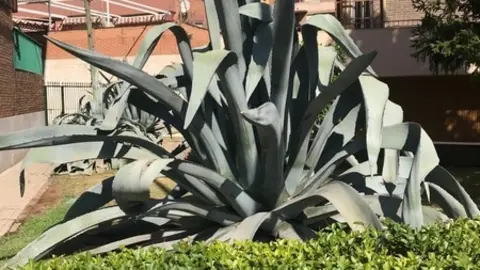 Planta de Aloe vera en Zamora