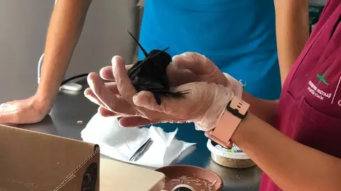 animales en villaralbo vencejos