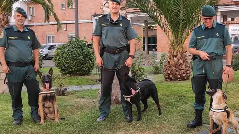 perros guardia civil