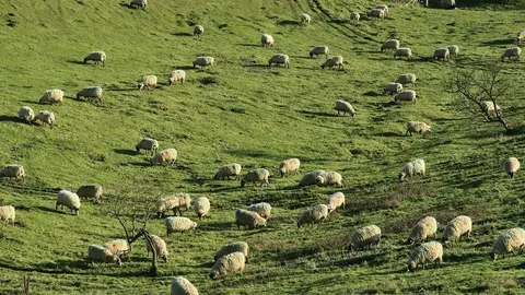 Ovejas. Fotografía de archivo