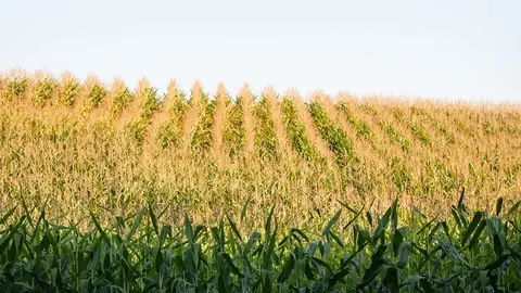 Campos de maíz. Fotografía de archivo