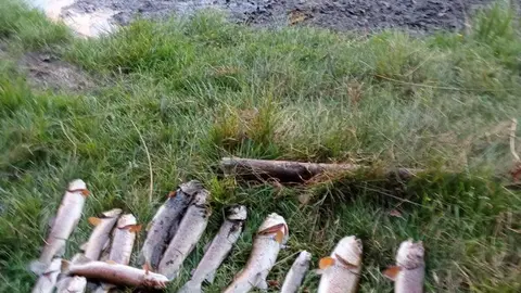 01 Truchas muertas Río Castro en Sanabria 09-08-2022