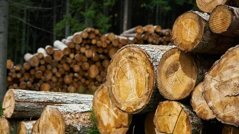 Corta de madera