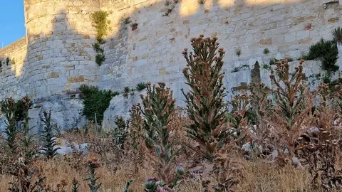 Estado de uno de los entornos de la muralla de Zamora