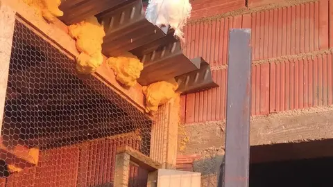 La bandada de pájaros de Martins Armenio (10)