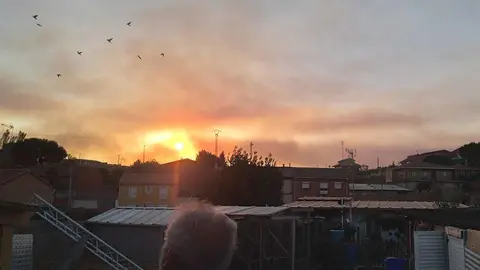 La bandada de pájaros de Martins Armenio (11)