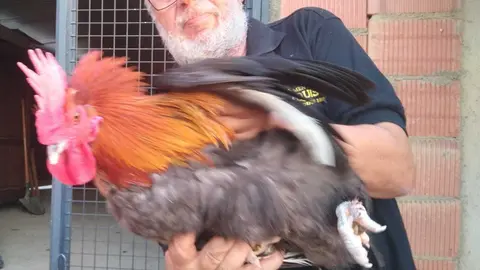 La bandada de pájaros de Martins Armenio (13)