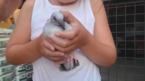 La bandada de pájaros de Martins Armenio (14)