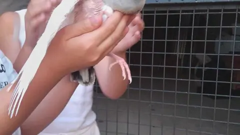 La bandada de pájaros de Martins Armenio (15)