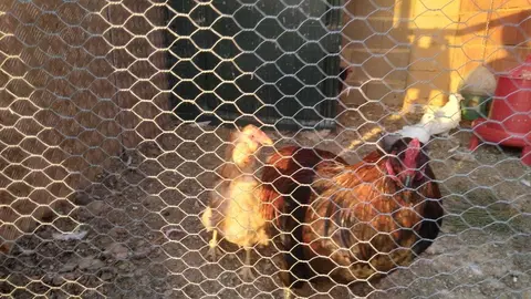 La bandada de pájaros de Martins Armenio (16)