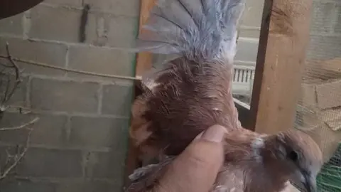 La bandada de pájaros de Martins Armenio (19)