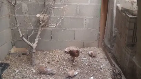 La bandada de pájaros de Martins Armenio (20)