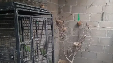 La bandada de pájaros de Martins Armenio (21)