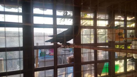 La bandada de pájaros de Martins Armenio (23)