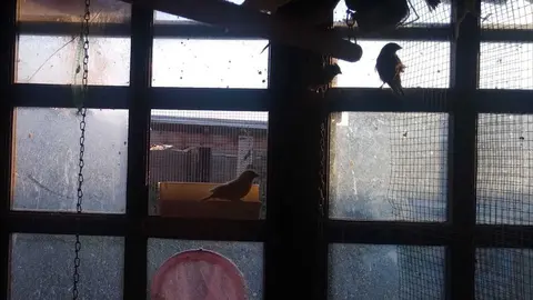 La bandada de pájaros de Martins Armenio (24)