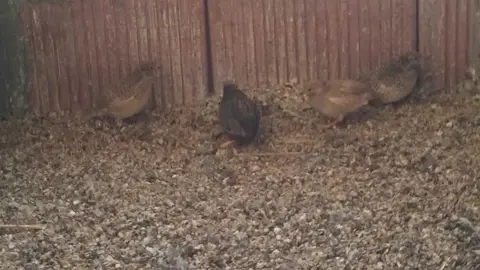 La bandada de pájaros de Martins Armenio (25)