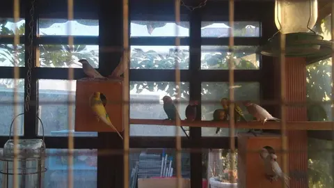 La bandada de pájaros de Martins Armenio (26)