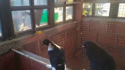 La bandada de pájaros de Martins Armenio (27)