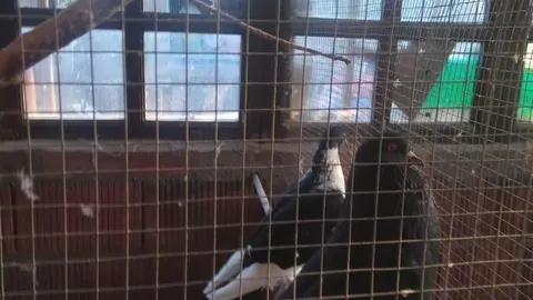 La bandada de pájaros de Martins Armenio (28)