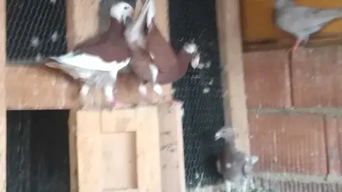 La bandada de pájaros de Martins Armenio (29)