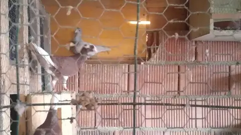 La bandada de pájaros de Martins Armenio (30)