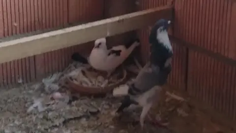 La bandada de pájaros de Martins Armenio (31)