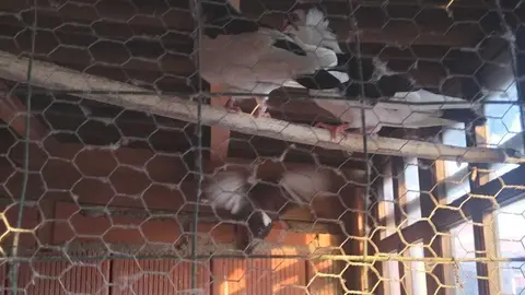 La bandada de pájaros de Martins Armenio (32)