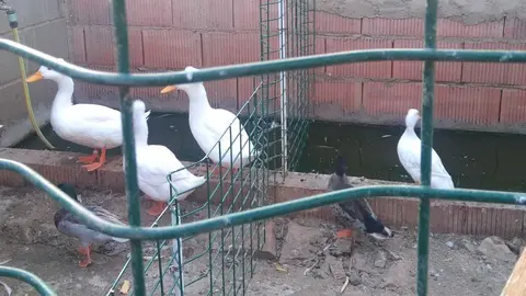 La bandada de pájaros de Martins Armenio (34)