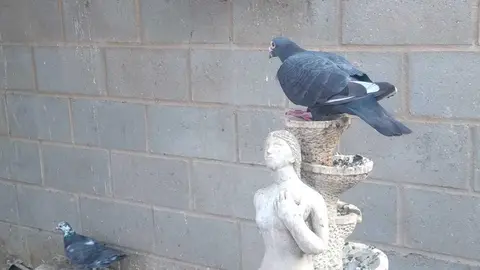 La bandada de pájaros de Martins Armenio (35)