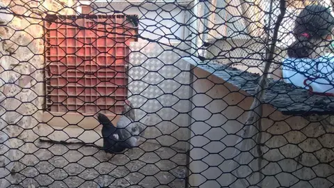 La bandada de pájaros de Martins Armenio (37)