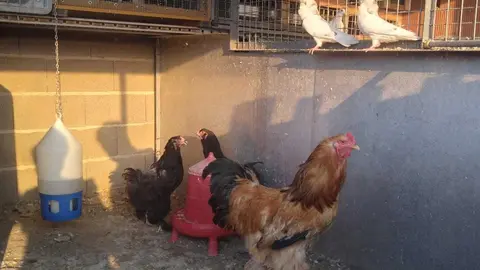 La bandada de pájaros de Martins Armenio (39)