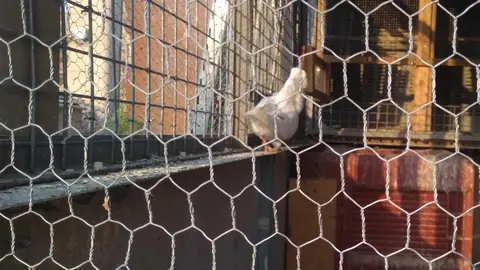 La bandada de pájaros de Martins Armenio (40)