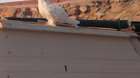 La bandada de pájaros de Martins Armenio (41)