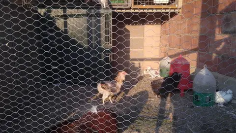 La bandada de pájaros de Martins Armenio (42)