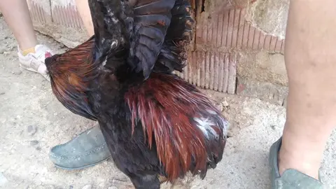 La bandada de pájaros de Martins Armenio (44)