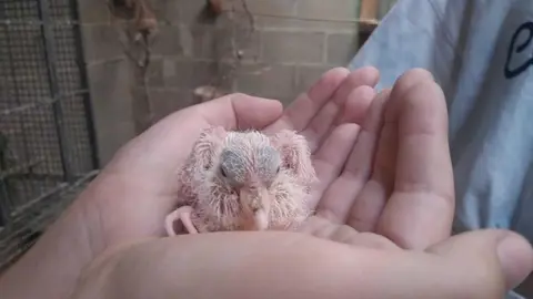 La bandada de pájaros de Martins Armenio (45)