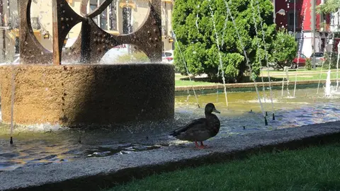 Pato fuente Zamora