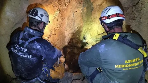 Trabajos de localización de la osa despeñada. Fotografía: JCYL
