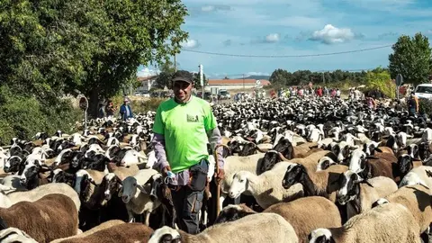 Pastor transhumante con sus ovejas