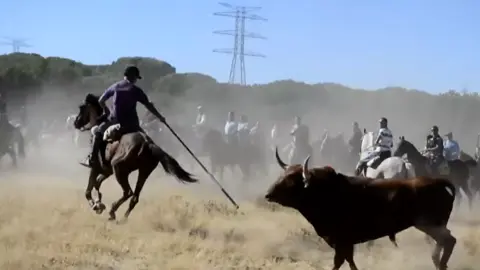 Toro de la Vega