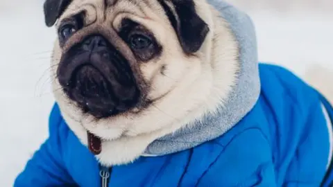 Perro pug