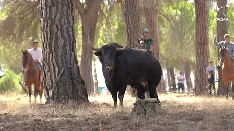 Toro de la Vega