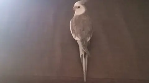 Curro, la ninfa perdida en la zona de Puerta Nueva