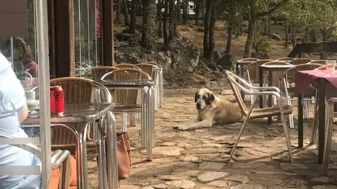 Los mastines en la zona del Lago de Sanabria