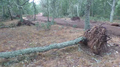 Camino vía Zamora Viva